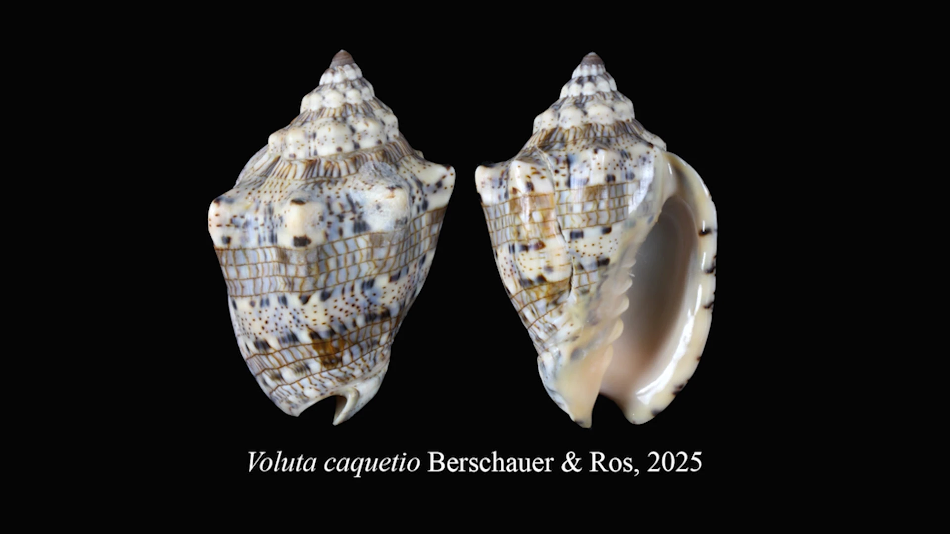 Cocolishi nobo pa Aruba ta hiba e nomber di Caquetio