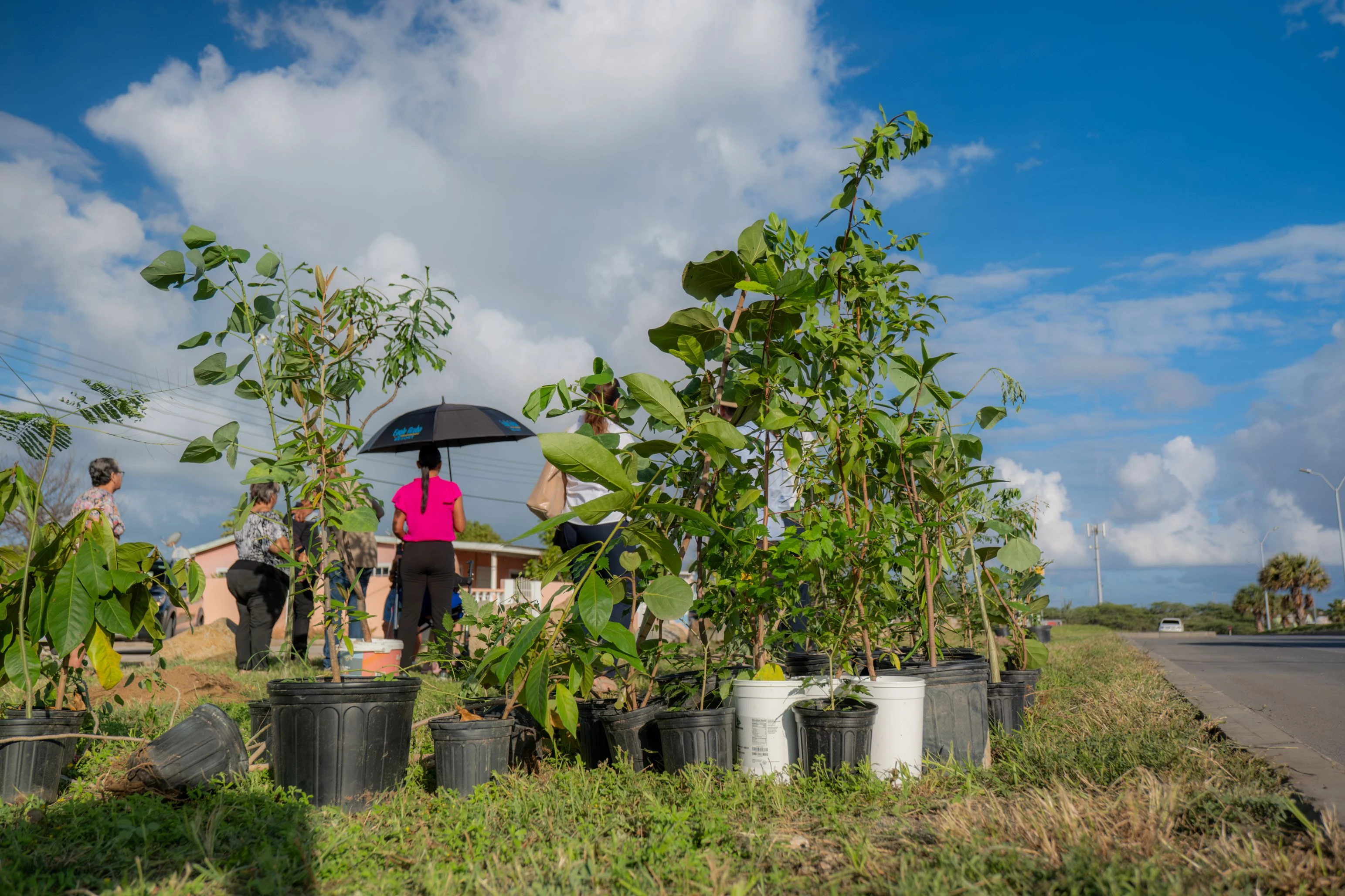 Proyecto piloto pa espacio berde urbano na Maracastraat, Dakota: Un Paso firme den Programa Nacional di Reforestacion