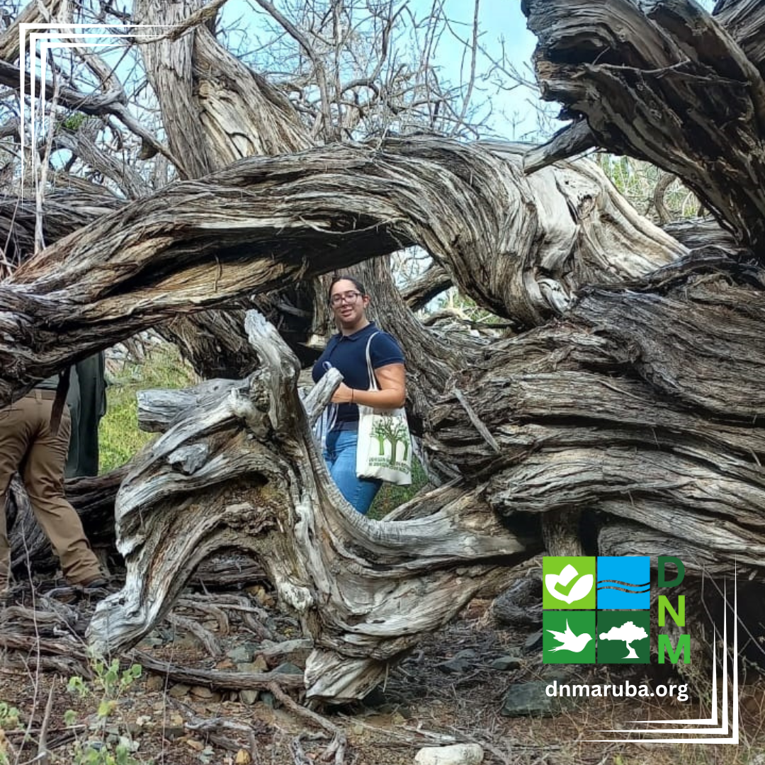 Studiante di Avans Hogeschool a haci su pasantia na Directie Natuur en Milieu
