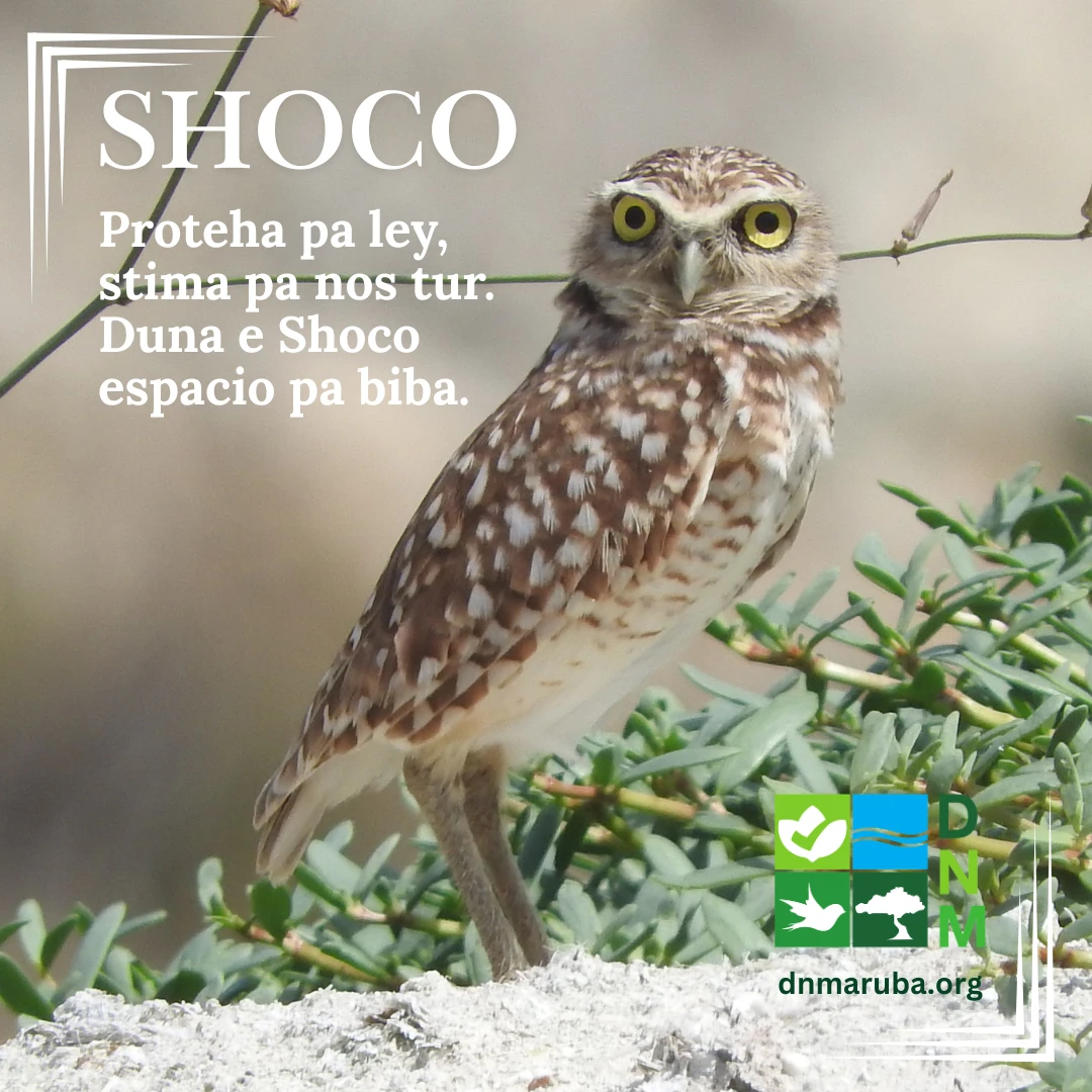 Data di comunidad ta aporta cu informacion clave riba e sobrevivencia di Nos Shoco na Aruba