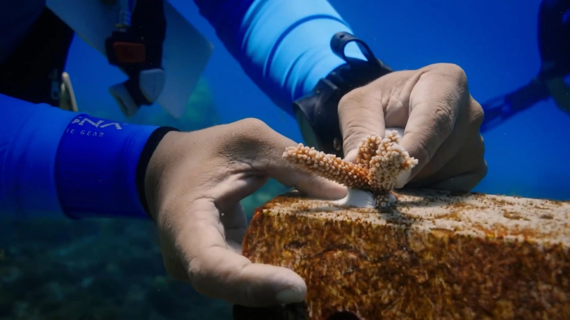 Union Europeo ta fortalece conservacion y innovacion na Parke Nacional Arikok